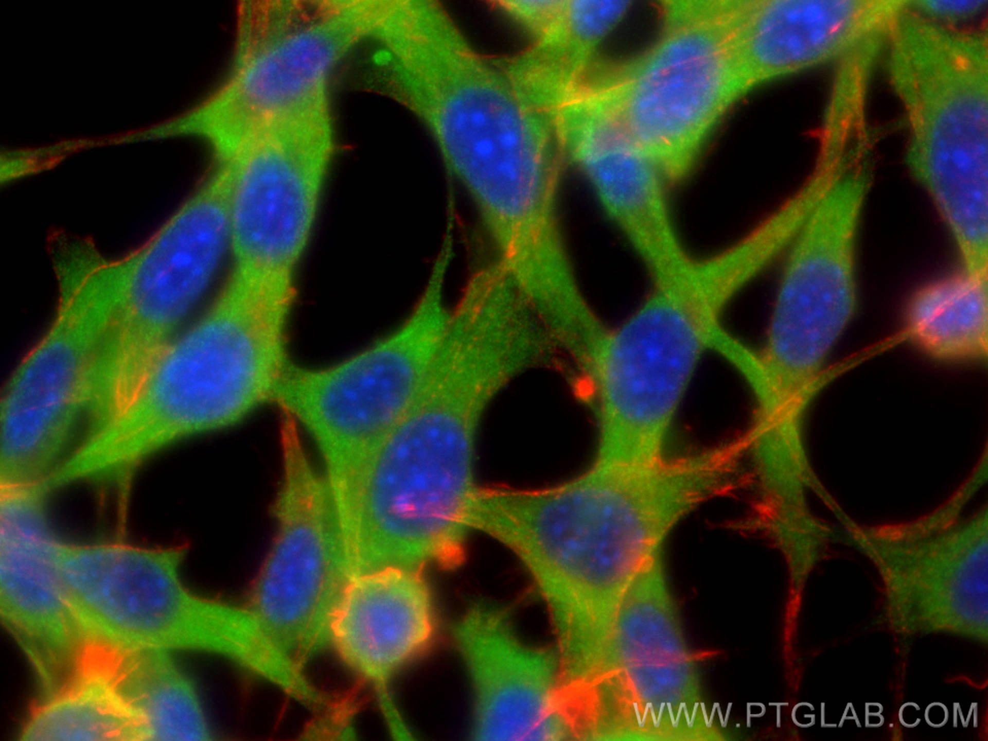 IF Staining of NIH/3T3 using 55296-1-AP