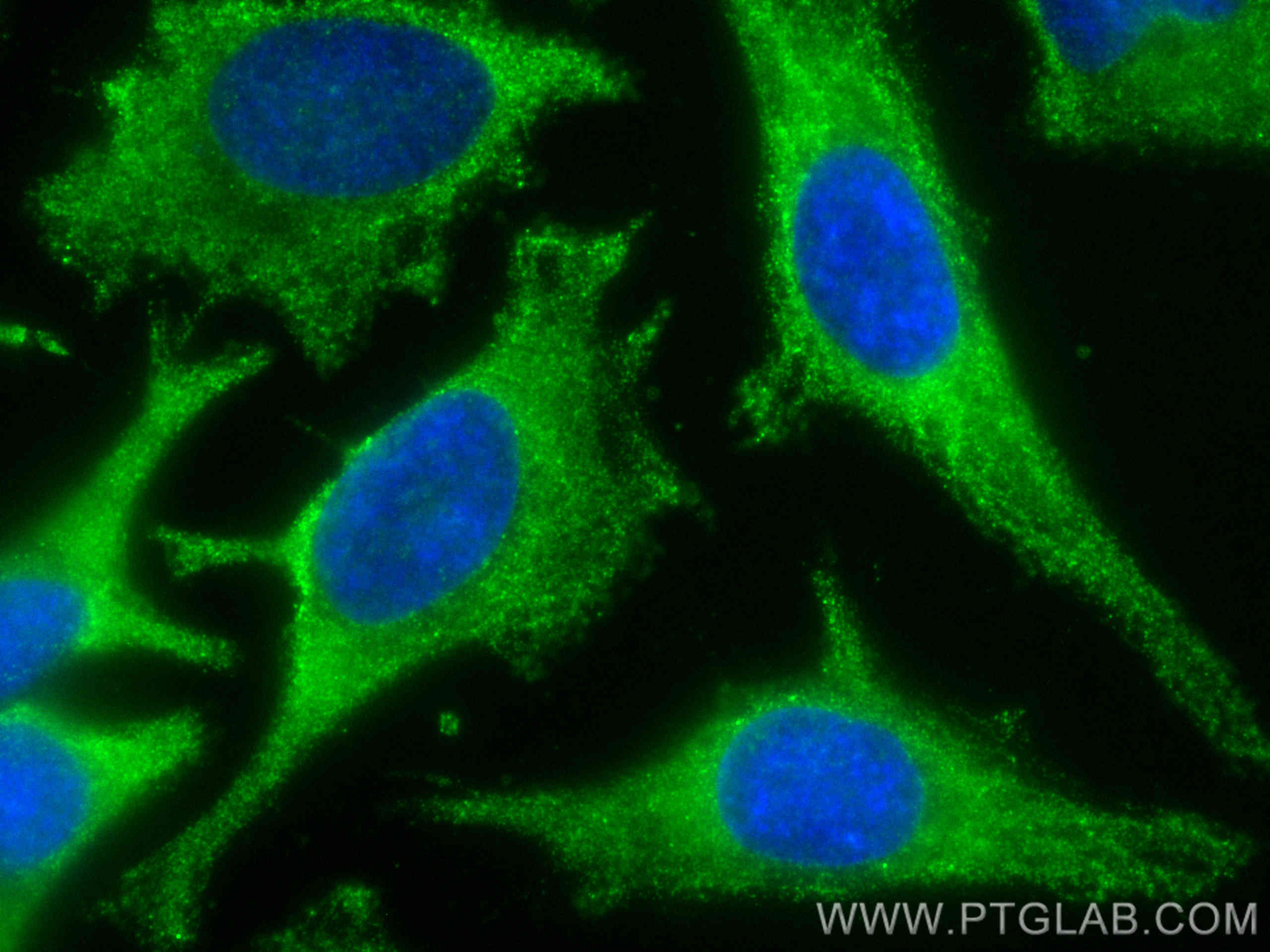 IF Staining of HeLa using CL488-67536