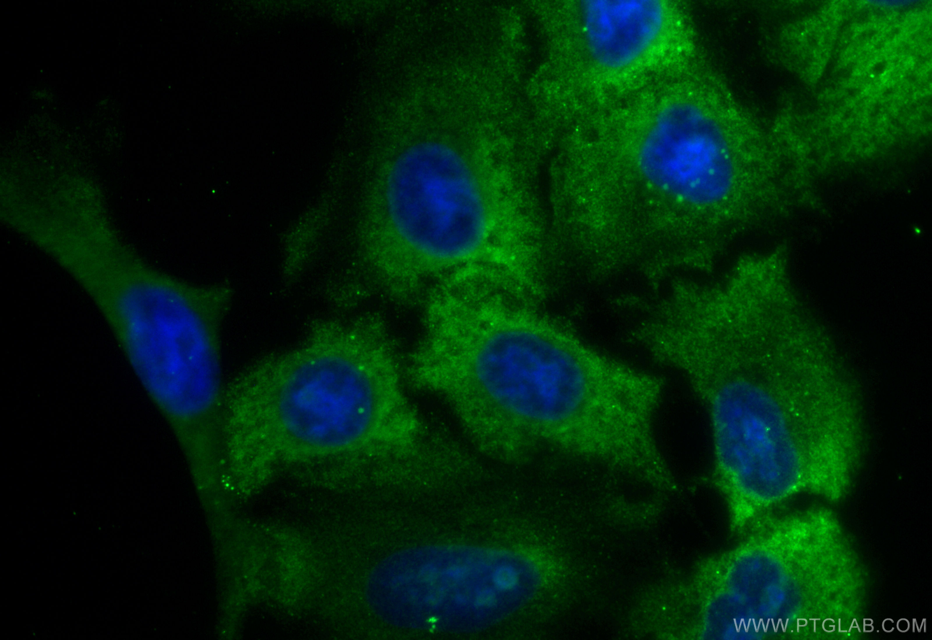 IF Staining of A549 using CL488-67536