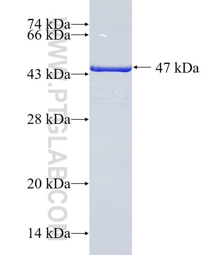 RAB8A fusion protein Ag0702 SDS-PAGE