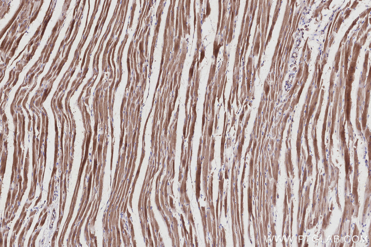 IHC staining of rat heart using 68031-1-Ig
