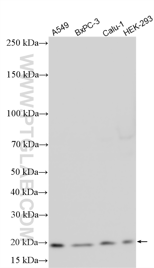 WB analysis using 10542-1-AP