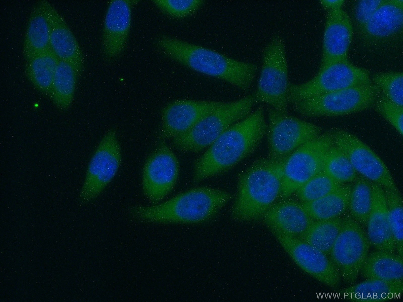 IF Staining of HeLa using 14350-1-AP