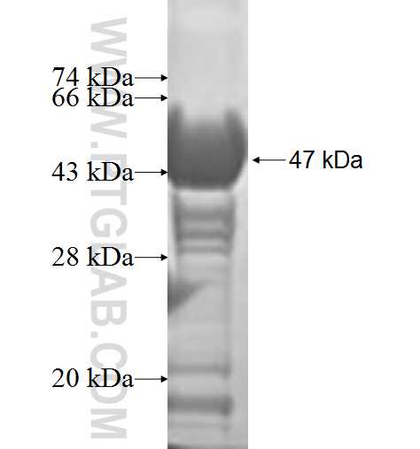 RABEPK fusion protein Ag0285 SDS-PAGE