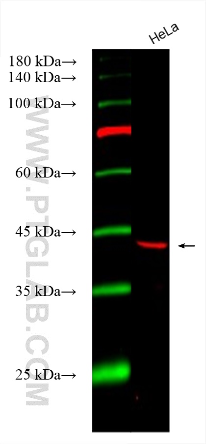 WB analysis using CL555-15105