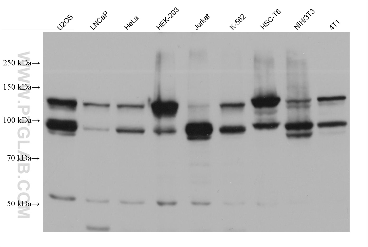 WB analysis using 68356-1-Ig