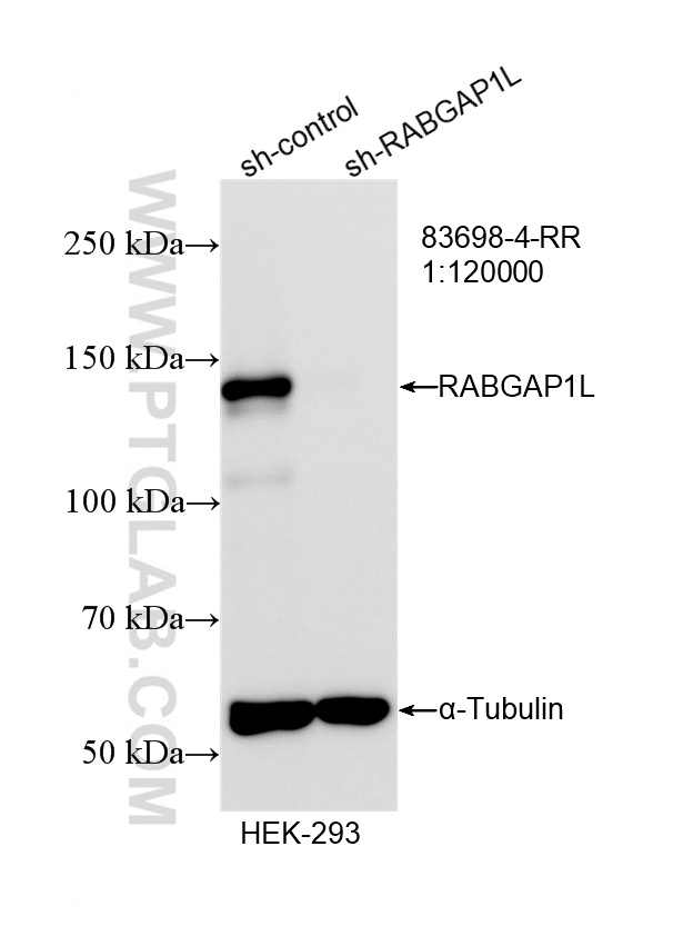 WB analysis of HEK-293 using 83698-4-RR (same clone as 83698-4-PBS)