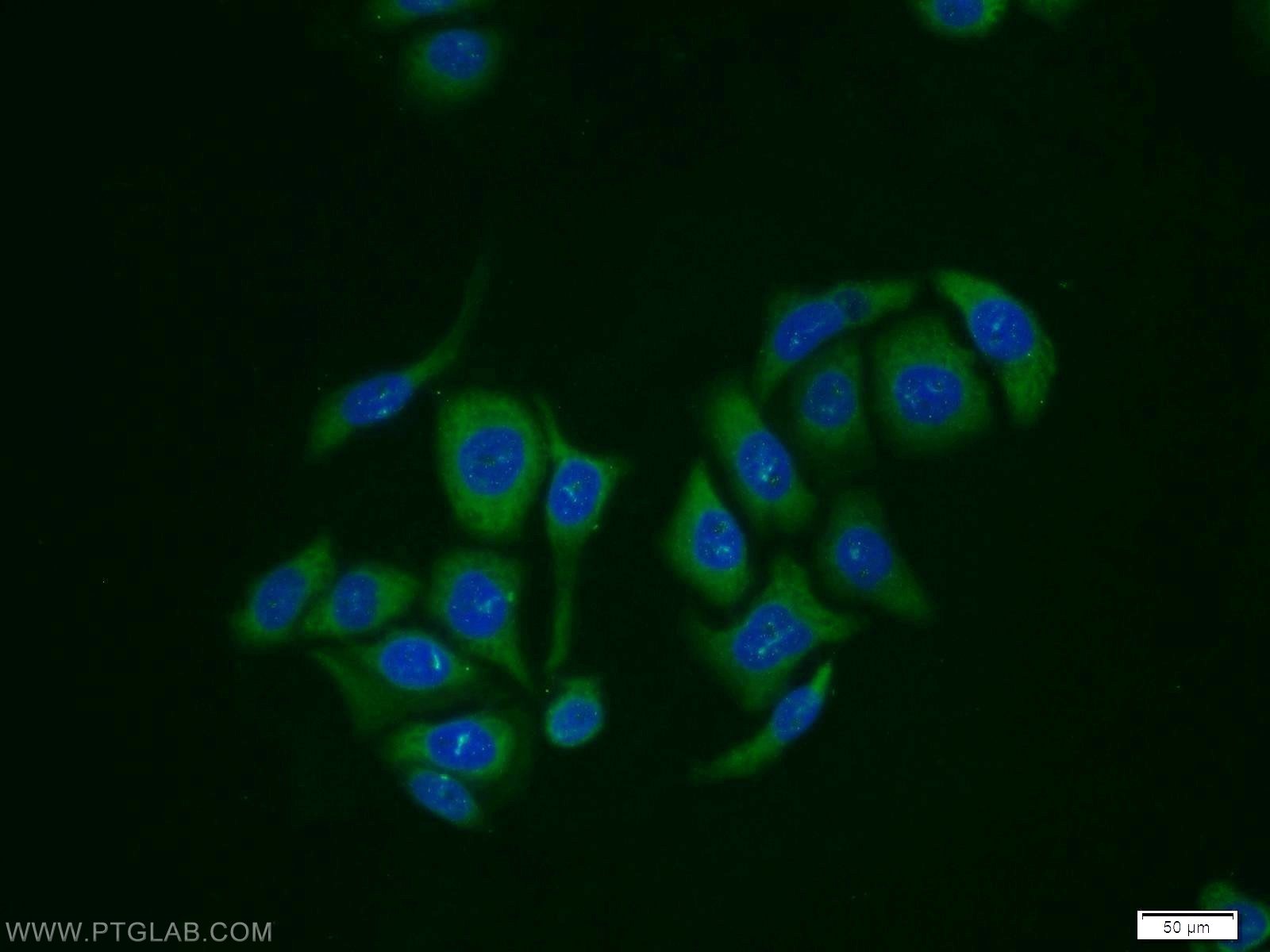 IF Staining of PC-3 using 12735-1-AP