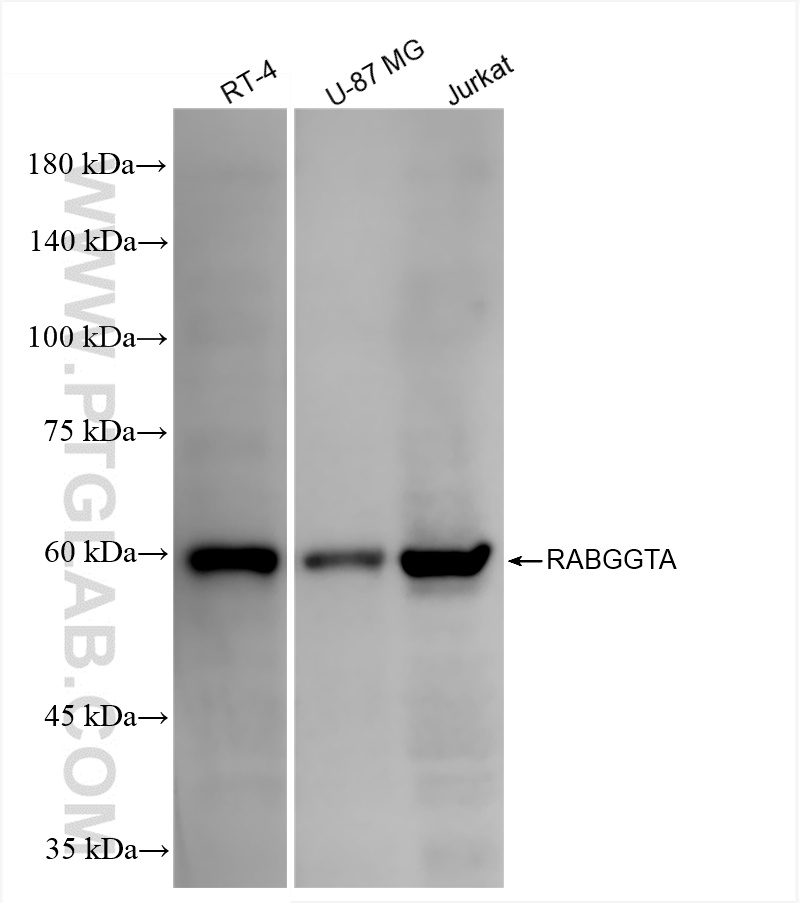 WB analysis using 86386-3-RR