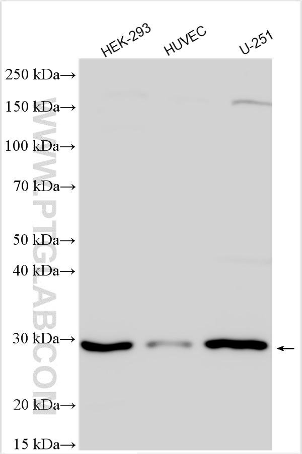 WB analysis using 11916-1-AP