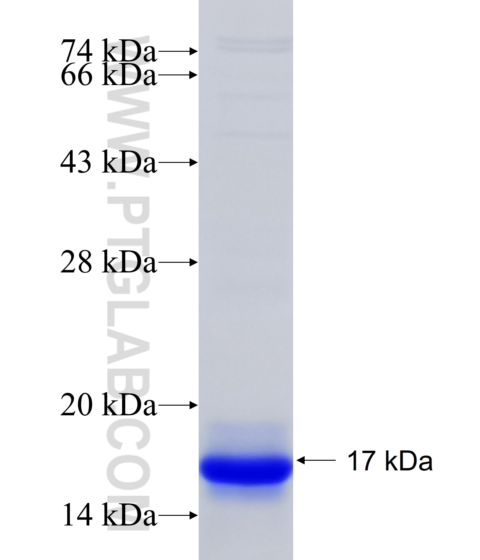 RABL5 fusion protein Ag26078 SDS-PAGE