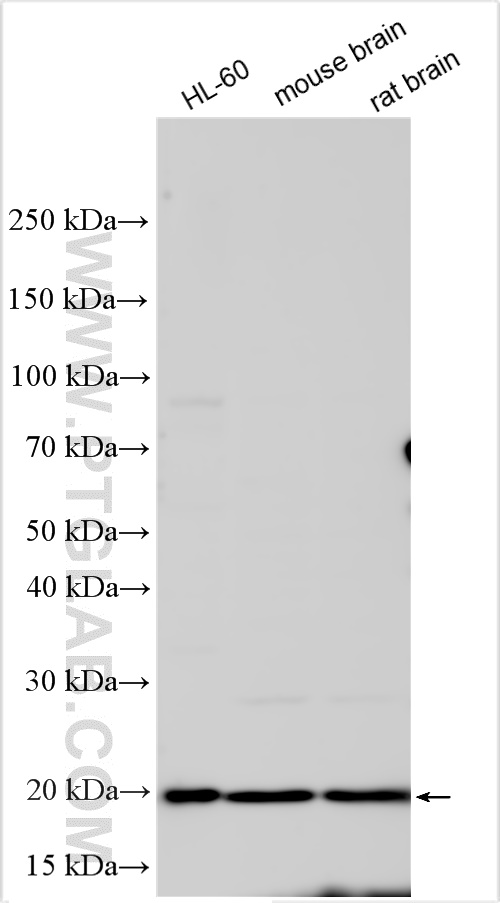 WB analysis using 24072-1-AP