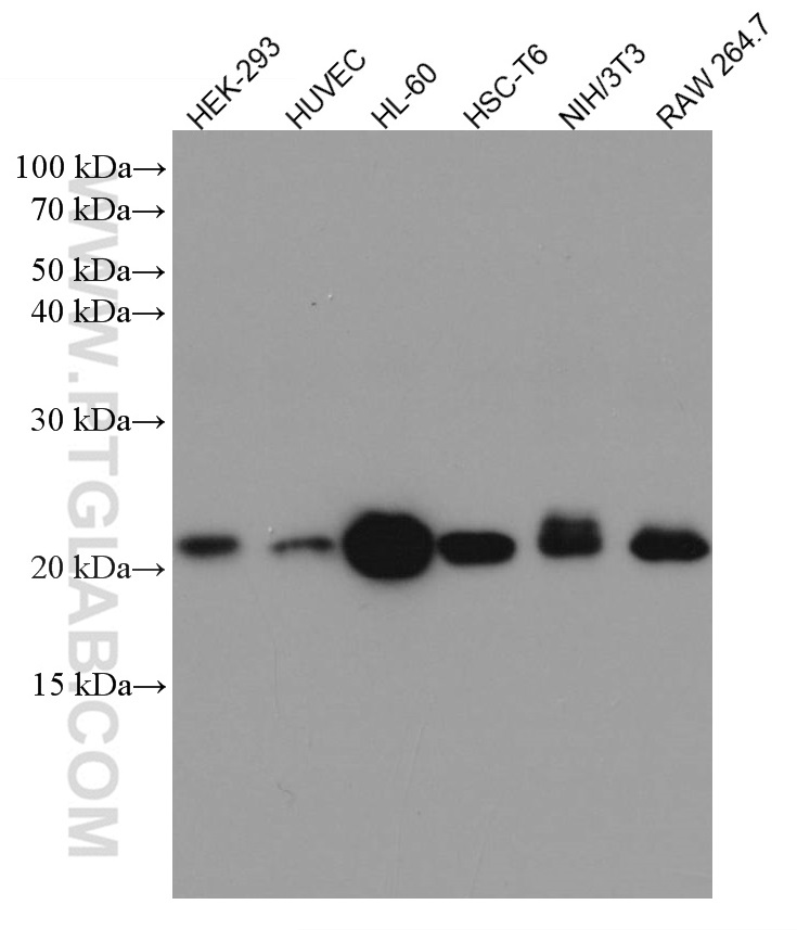 WB analysis using 66122-1-Ig