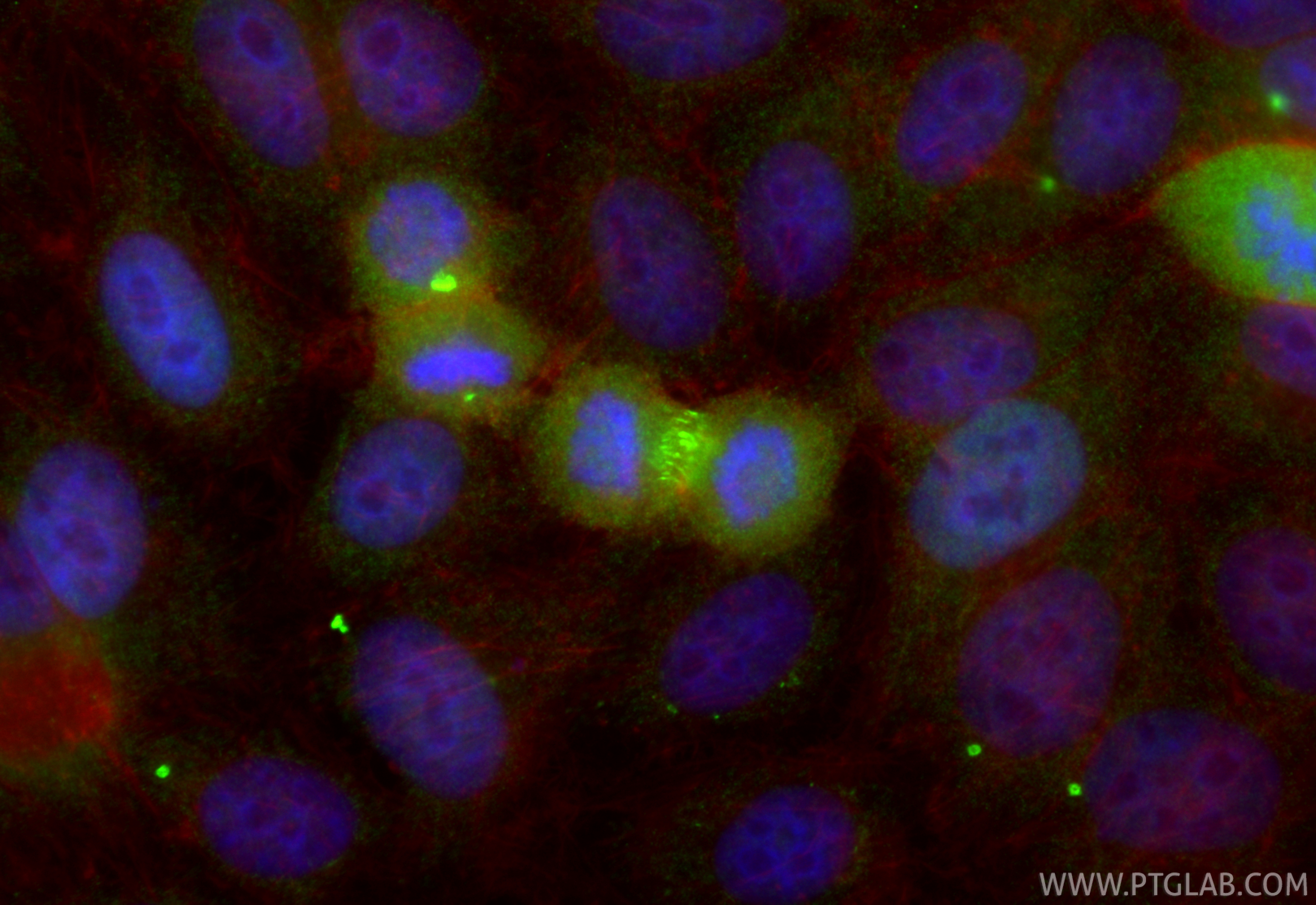 Immunofluorescent analysis of (4% PFA) fixed HepG2 cells using RACGAP1 antibody (13739-1-AP) at dilution of 1:200 and CoraLite®488-Conjugated Goat Anti-Rabbit IgG(H+L) (<a class='green' href='/productredirect?CatalogNo=SA00013-2' target='_blank'>SA00013-2</a>), CL594-Phalloidin (red). IF Staining of HepG2 using 13739-1-AP