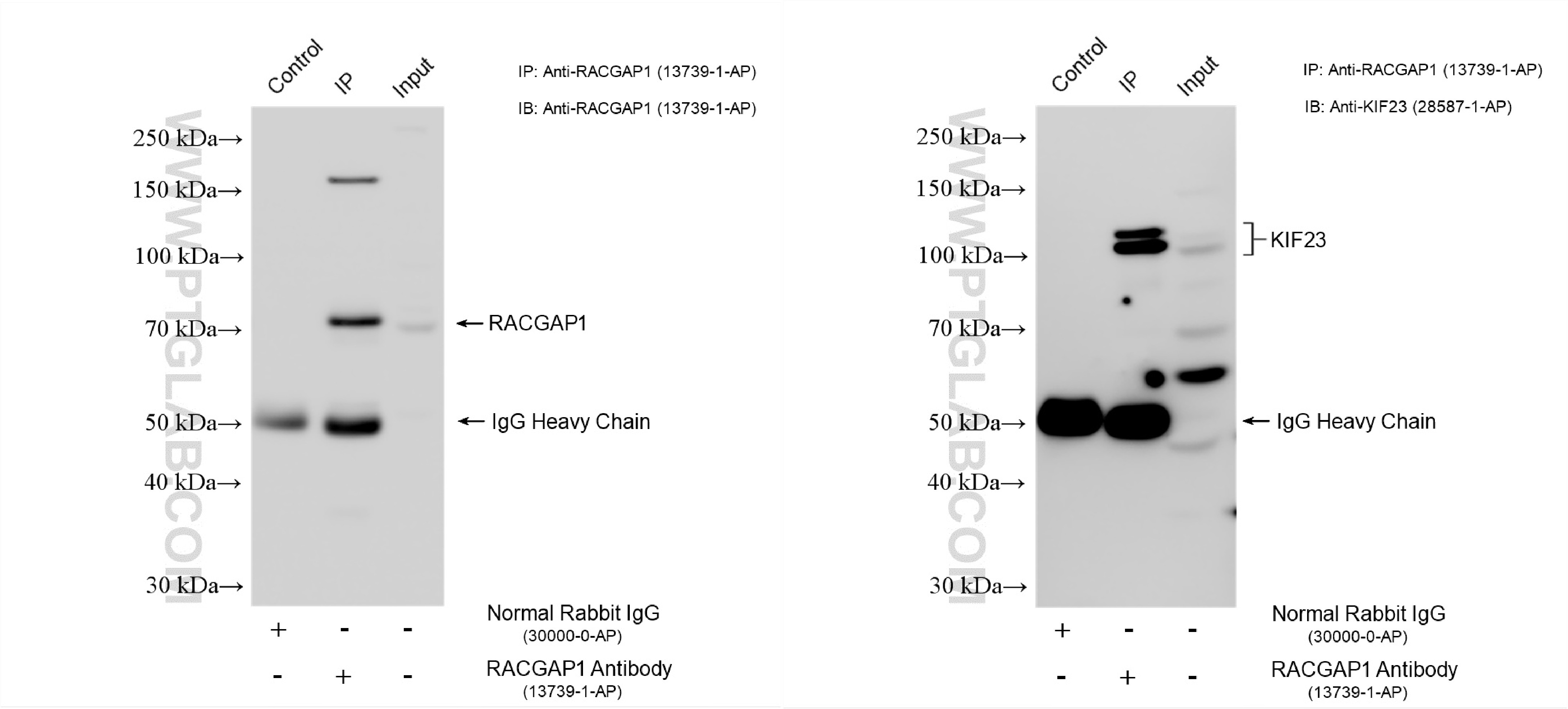 IP experiment of K-562 using 13739-1-AP