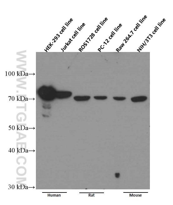 WB analysis of HEK-293 using 66056-1-Ig