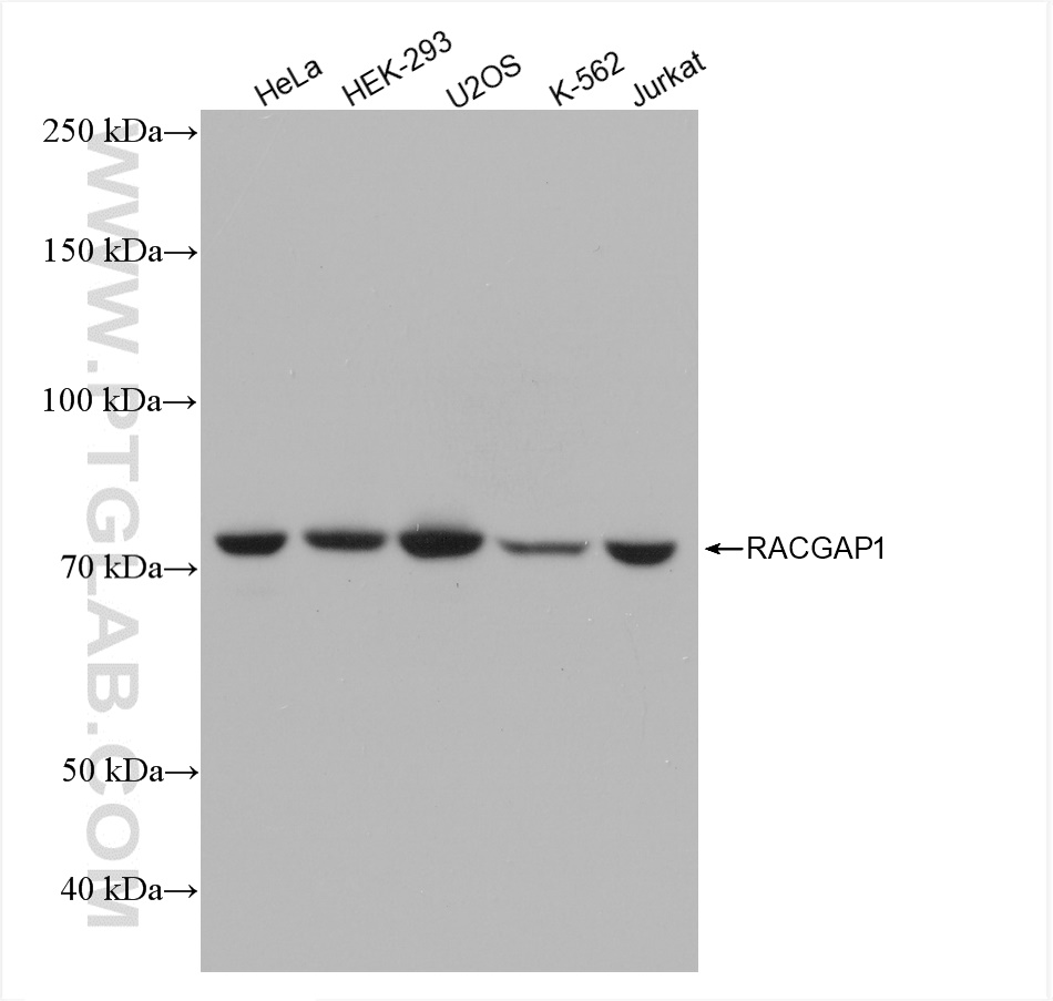 WB analysis using 82788-1-RR