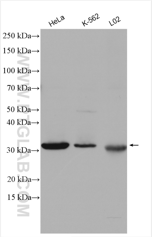 WB analysis using 11726-2-AP