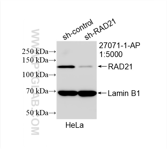 WB analysis of HeLa using 27071-1-AP