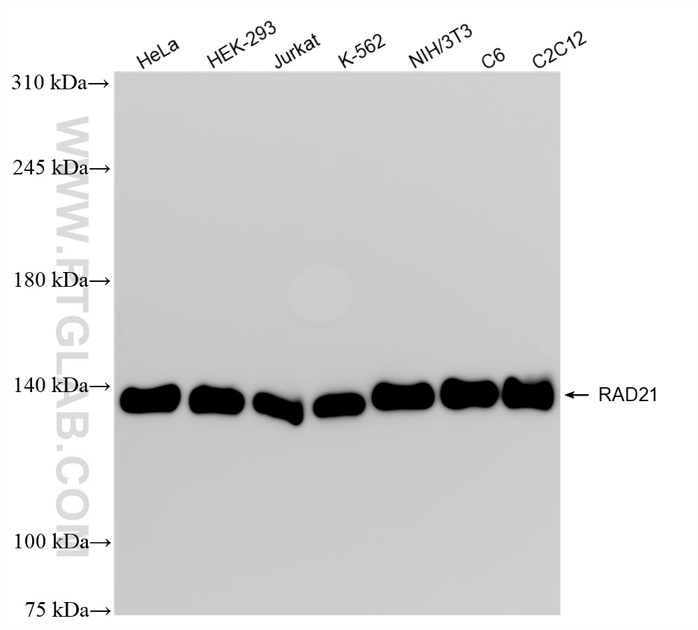 WB analysis using 84920-4-RR (same clone as 84920-4-PBS)