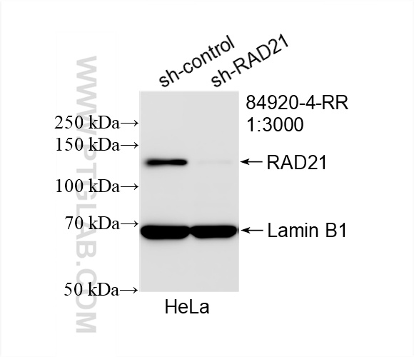 WB analysis of HeLa using 84920-4-RR (same clone as 84920-4-PBS)