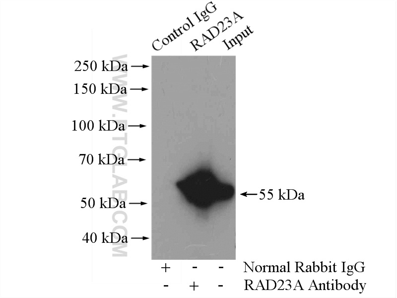 IP experiment of Jurkat using 51033-1-AP (same clone as 51033-1-PBS)