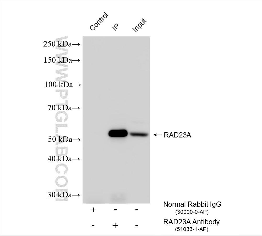IP result of anti-RAD23A (IP:51033-1-AP, 4ug; Detection:51033-1-AP 1:2000) with HeLa cells lysate 920 ug. IP experiment of HeLa using 51033-1-AP