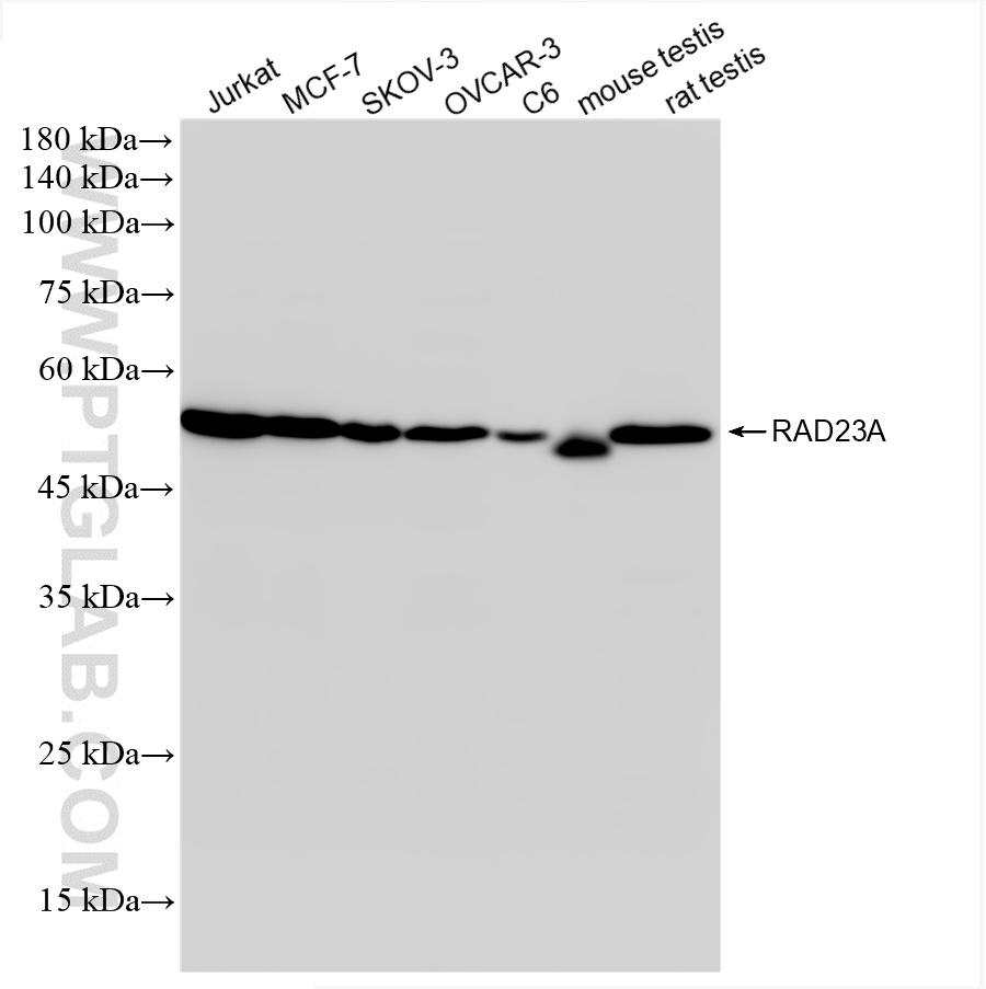 WB analysis of Jurkat using 86132-1-RR