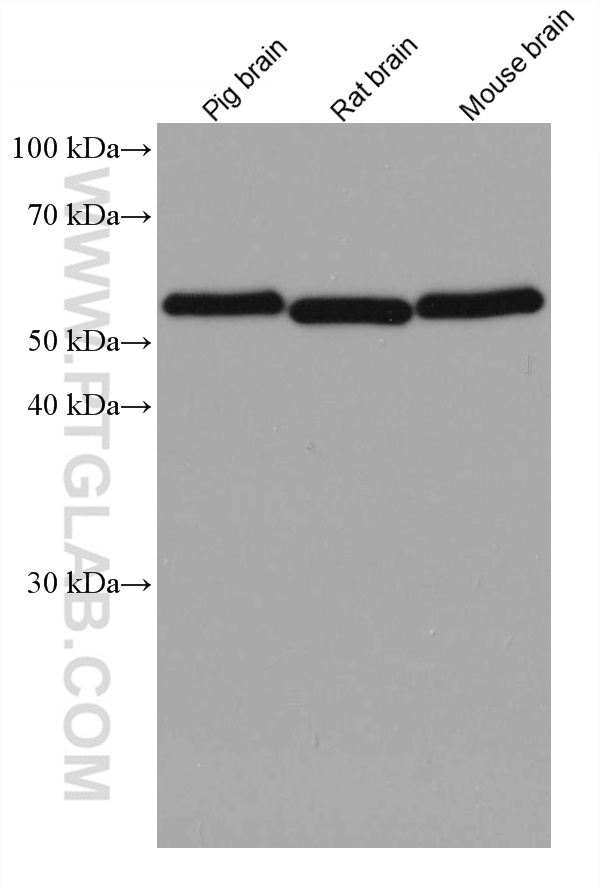 WB analysis using 67988-1-Ig