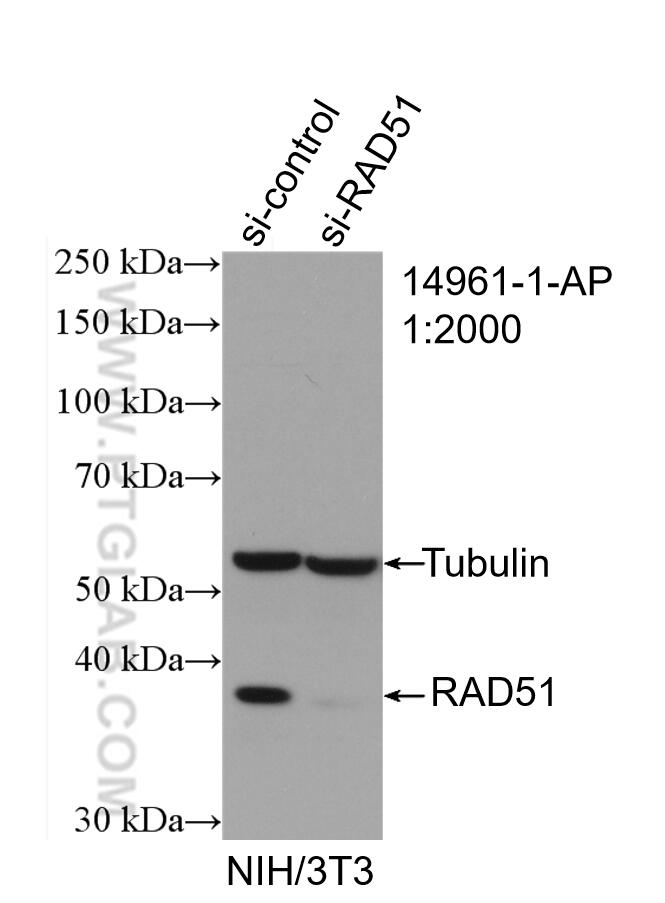 WB analysis of NIH/3T3 using 14961-1-AP