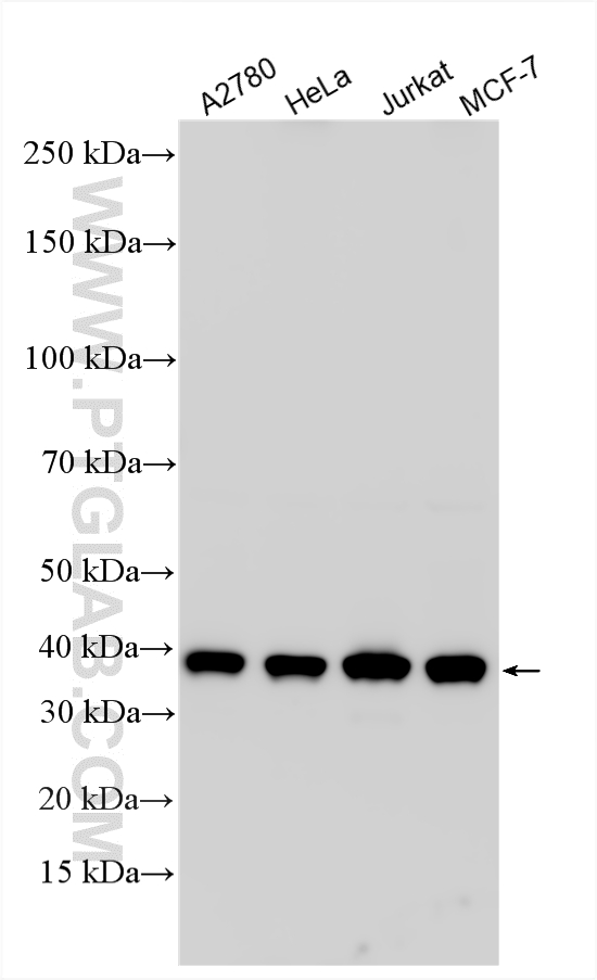 WB analysis using 14961-1-AP