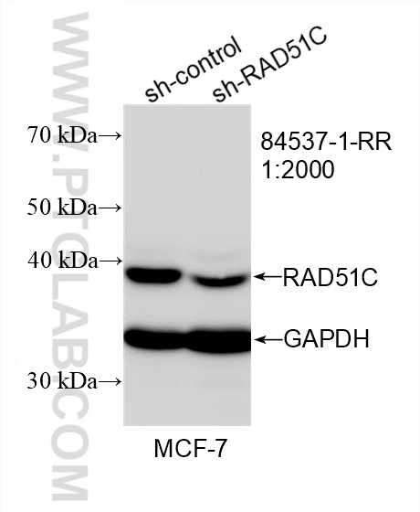 WB analysis of MCF-7 using 84537-1-RR