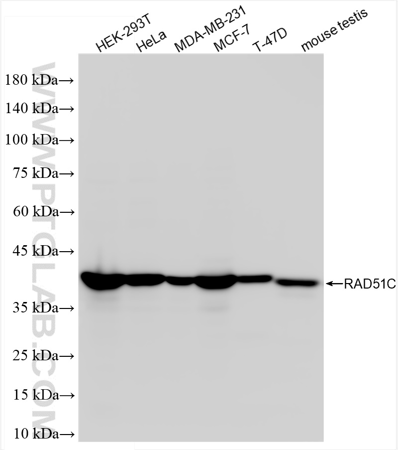 WB analysis using 84537-5-RR