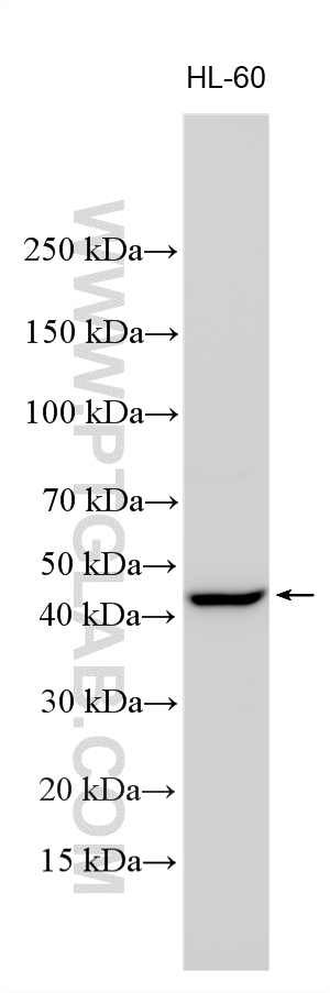 WB analysis using 20154-1-AP
