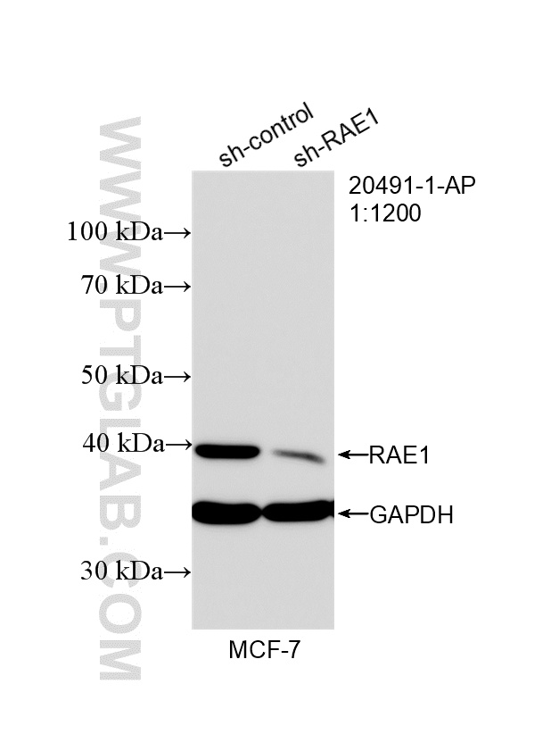 WB analysis of MCF-7 using 20491-1-AP