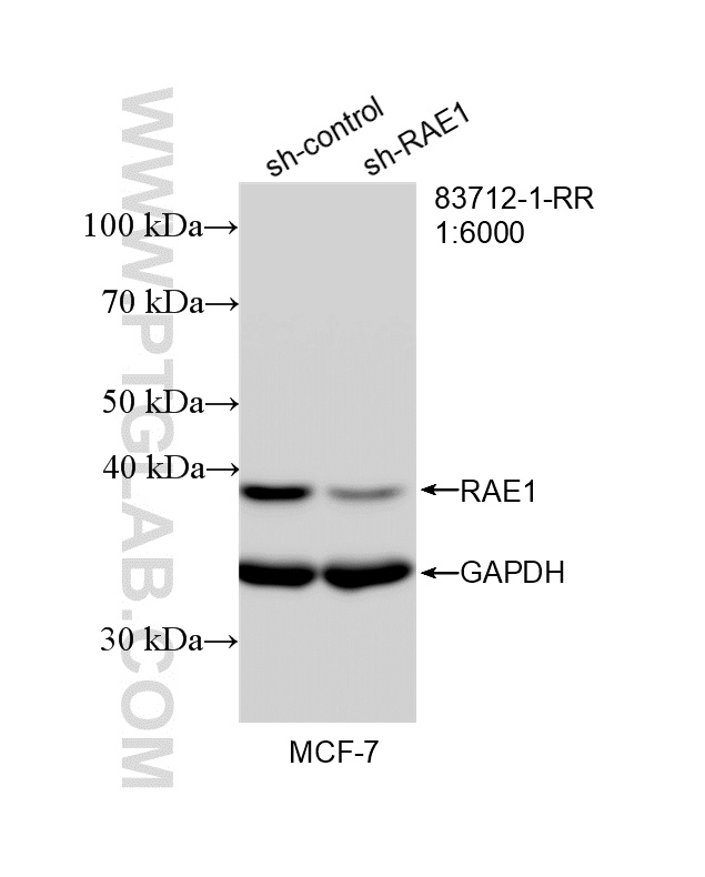 WB analysis of MCF-7 using 83712-1-RR
