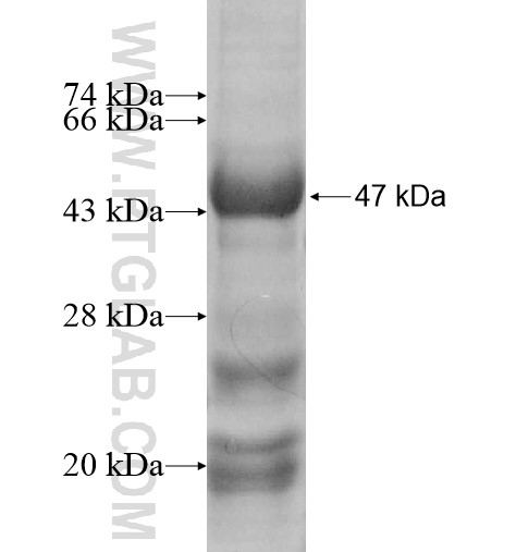 RAE1 fusion protein Ag12102 SDS-PAGE