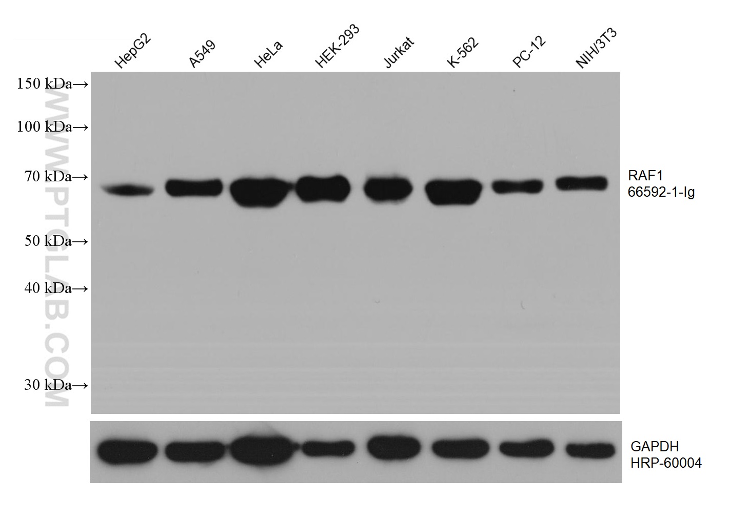 WB analysis using 66592-1-Ig