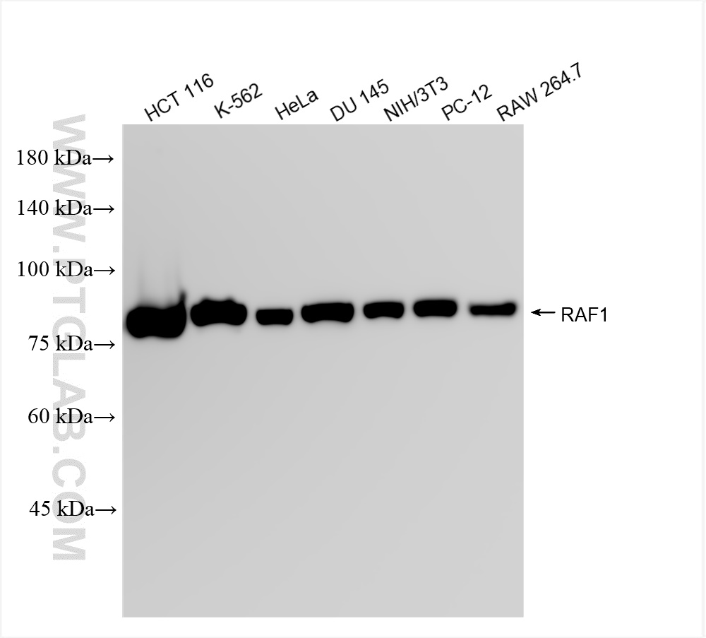 WB analysis using 84994-4-RR (same clone as 84994-4-PBS)