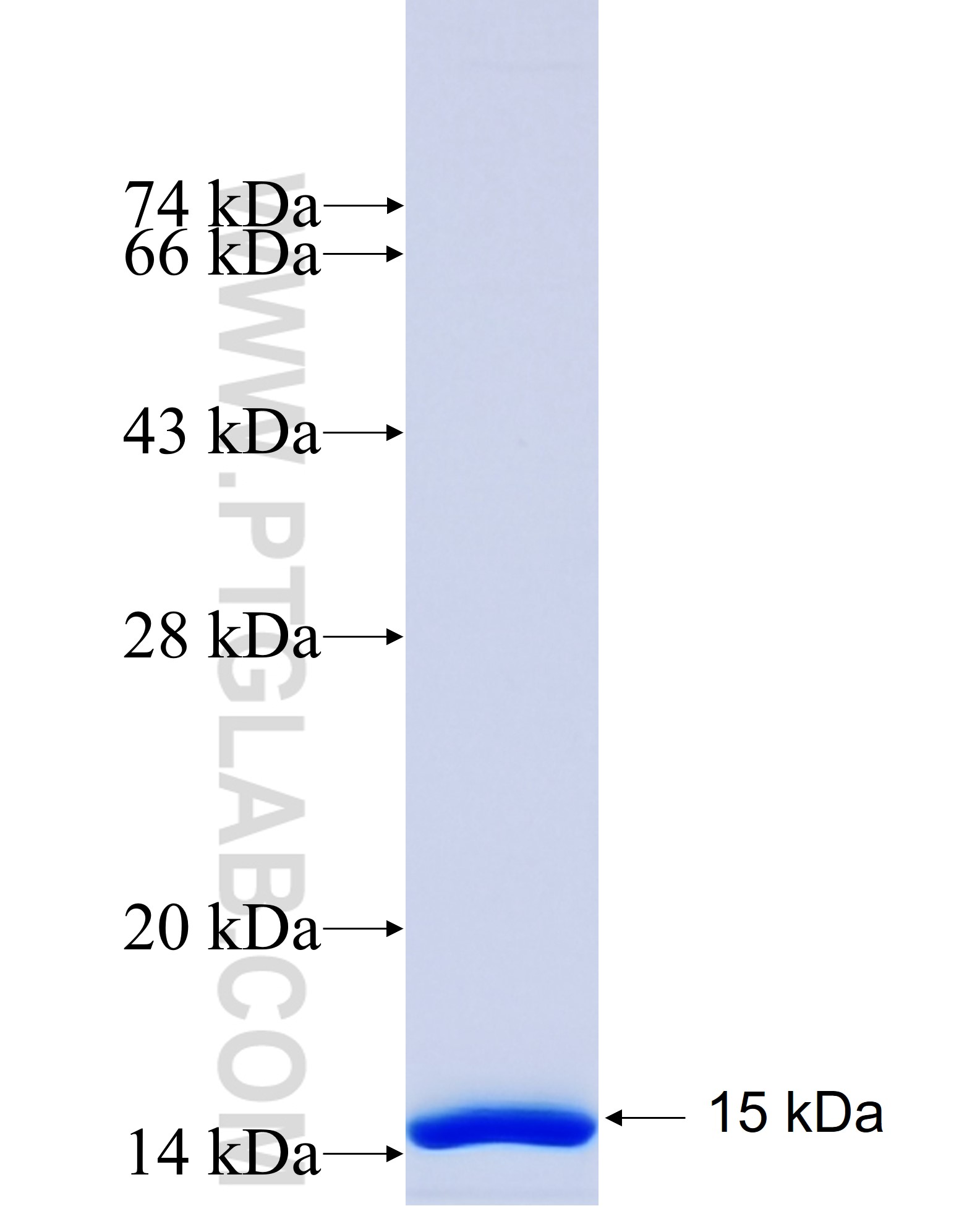 RAF1 fusion protein Ag25402 SDS-PAGE