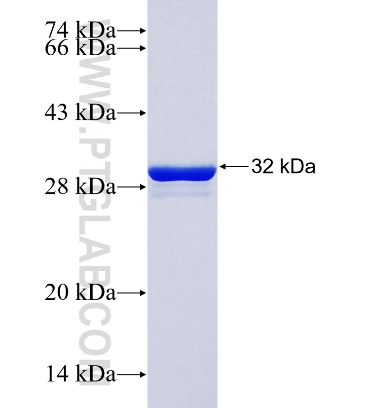 RAF1 fusion protein Ag25423 SDS-PAGE