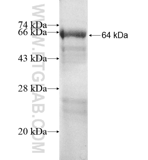 RAI14 fusion protein Ag11708 SDS-PAGE