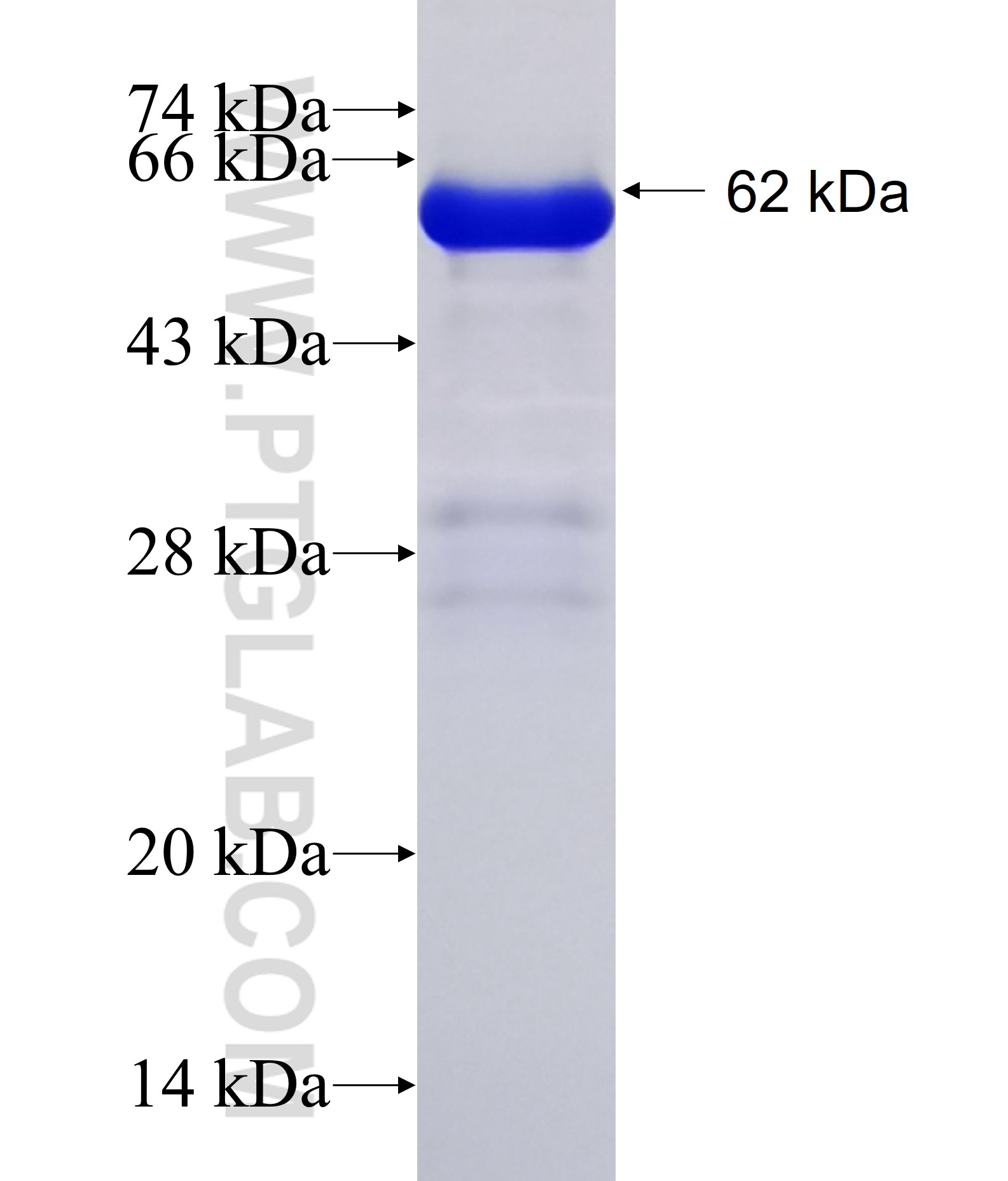 RAI2 fusion protein Ag28253 SDS-PAGE