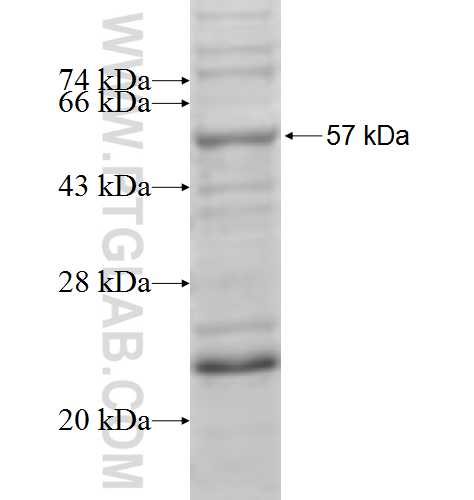 RAI2 fusion protein Ag5673 SDS-PAGE RAI2 fusion protein Ag5673 SDS-PAGE
