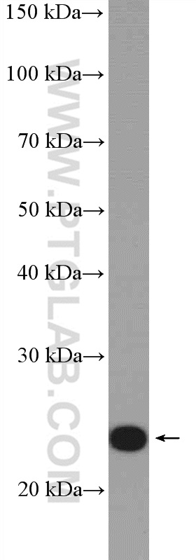 RALA Polyclonal antibody