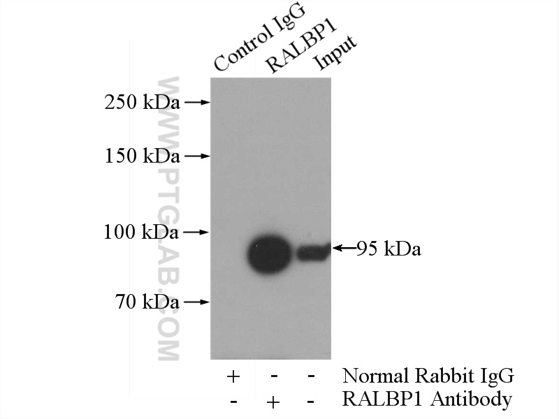 IP experiment of K-562 using 13176-1-AP