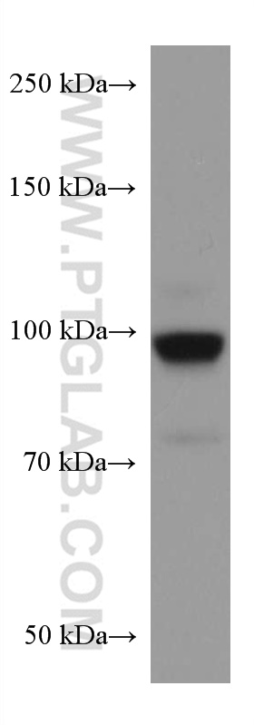 WB analysis of NIH/3T3 using 67359-1-Ig (same clone as 67359-1-PBS)