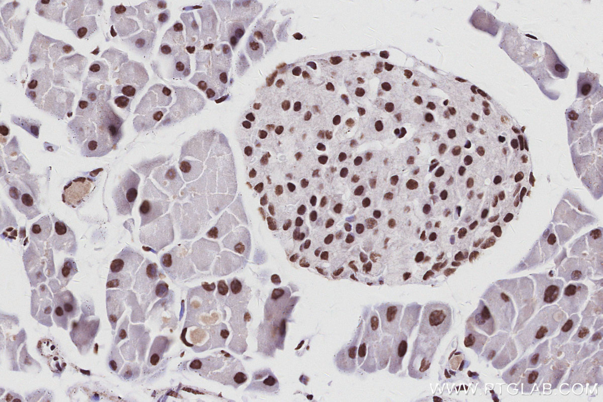 IHC staining of mouse pancreas using 17896-1-AP