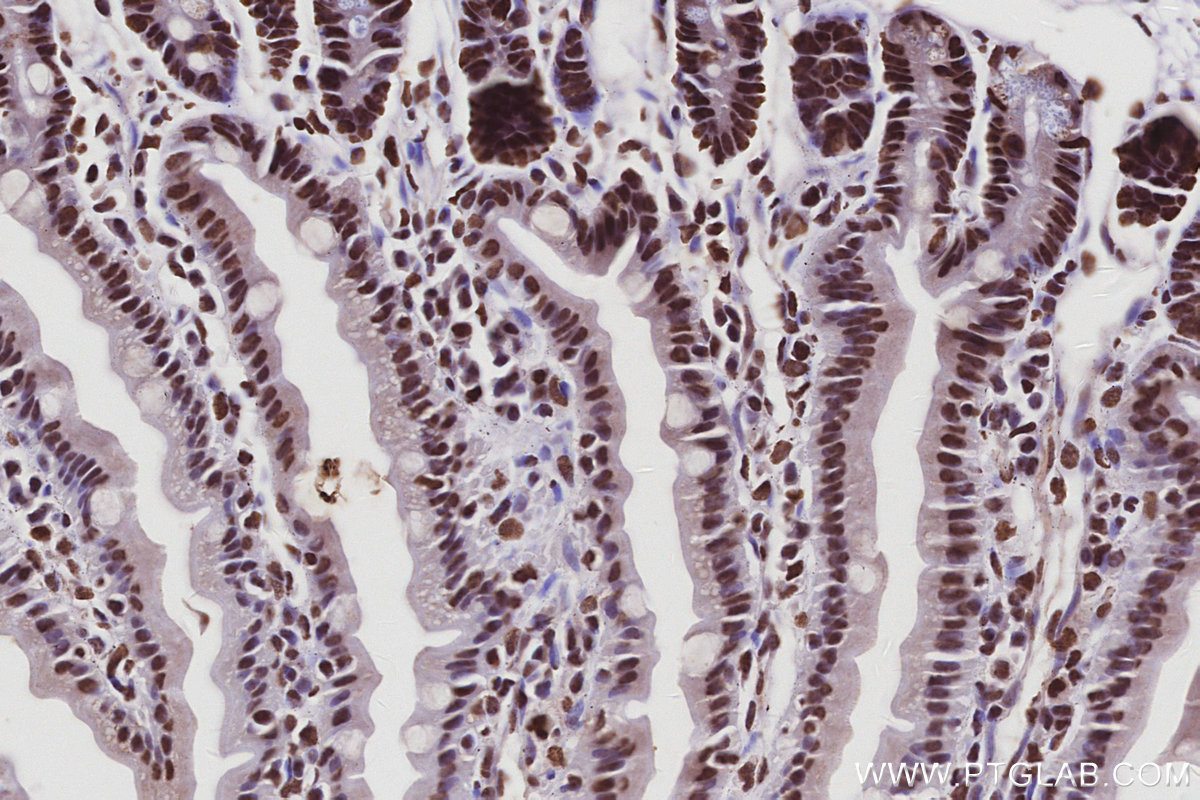 IHC staining of mouse small intestine using 17896-1-AP