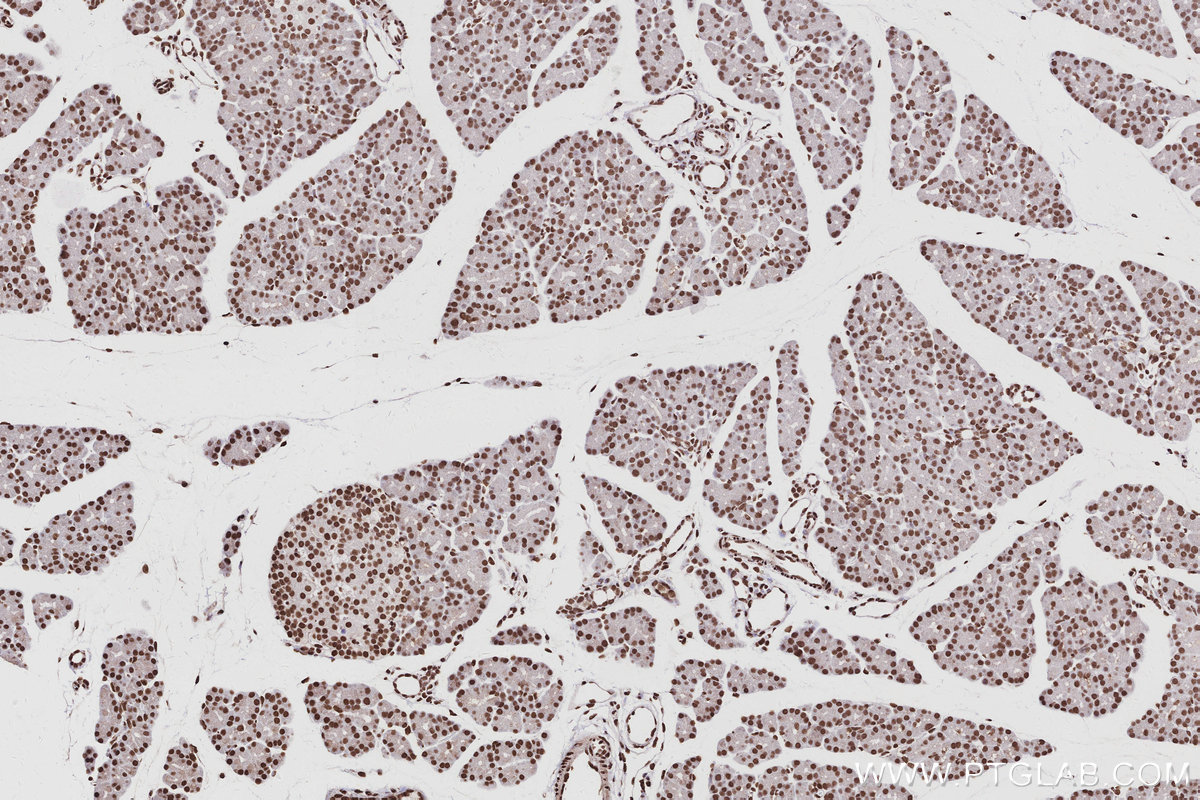 IHC staining of rat pancreas using 17896-1-AP